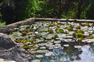 Le bassin  nnuphars de la grande terrasse