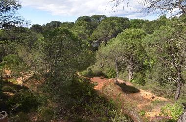 Les pins parasols du Fougeras