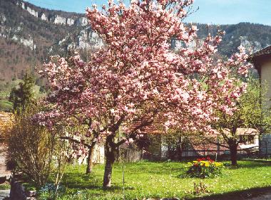 Notre magnolia au printemps