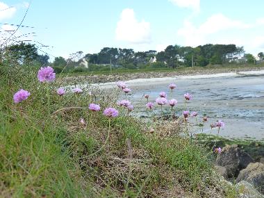 Villa /en/au plouguerneau (Finistre)ou appartement ou maison de vacances