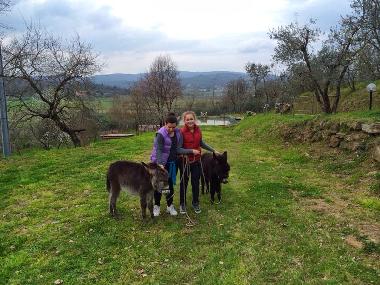 Maison de vacances /en/au Monte San Savino (Arezzo)ou appartement ou maison de vacances