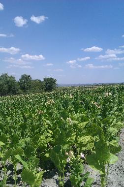 Maison de vacances �/en/au Lambuh  (Khaskovo)ou appartement ou maison de vacances