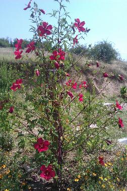Maison de vacances �/en/au Lambuh  (Khaskovo)ou appartement ou maison de vacances