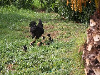 Maison de vacances /en/au Campos (Mallorca)ou appartement ou maison de vacances