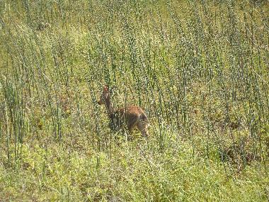 Maison de vacances /en/au Rockaway Beach (Oregon)ou appartement ou maison de vacances