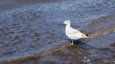 Appartement de vacances �/en/au Beckerwitz (Mecklenburgische Ostseek�ste)ou appartement ou maison de vacances