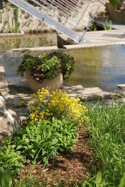 Appartement de vacances �/en/au Alf (Mosel - Saar)ou appartement ou maison de vacances