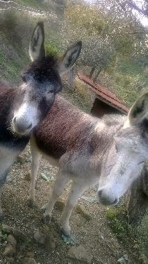 Villa �/en/au Perdifumo  (Salerno)ou appartement ou maison de vacances