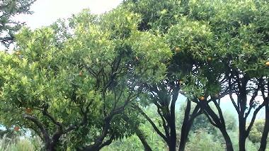 Villa /en/au Calenzana (Haute-Corse)ou appartement ou maison de vacances