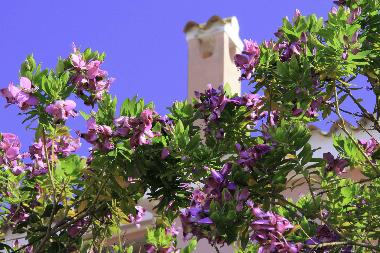 Appartement de vacances /en/au Calasetta (Carbonia-Iglesias)ou appartement ou maison de vacances