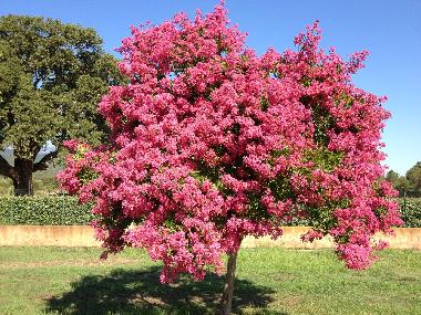Maison de vacances �/en/au solenzara (Haute-Corse)ou appartement ou maison de vacances