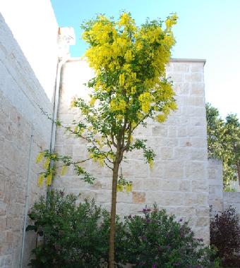 Maison de vacances /en/au Alberobello (Bari)ou appartement ou maison de vacances