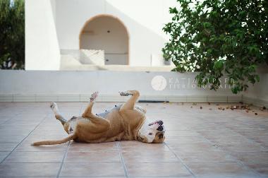 Maison de vacances �/en/au Djerba (Madanin)ou appartement ou maison de vacances