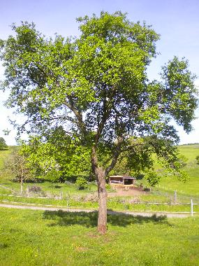 Maison de vacances /en/au Hellenthal Bungenberg (Eifel und Region Aachen)ou appartement ou maison de vacances