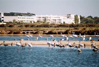 Appartement de vacances �/en/au fuseta (Algarve)ou appartement ou maison de vacances