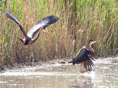 Maison de vacances /en/au 7142 (Nordburgenland)ou appartement ou maison de vacances