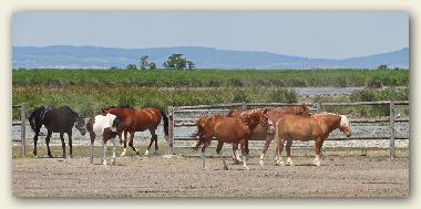 Maison de vacances /en/au 7142 (Nordburgenland)ou appartement ou maison de vacances
