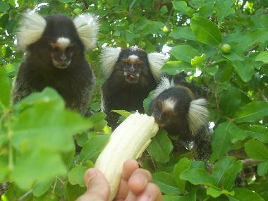 Chambre avec petit d�jeuner �/en/au Pau Amarelo (Pernambuco)ou appartement ou maison de vacances