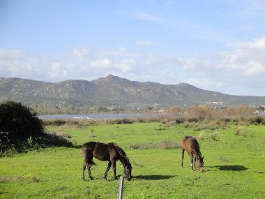Maison de vacances /en/au San Teodoro (Olbia-Tempio)ou appartement ou maison de vacances