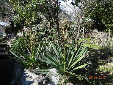 Appartement de vacances �/en/au Venaco (Haute-Corse)ou appartement ou maison de vacances