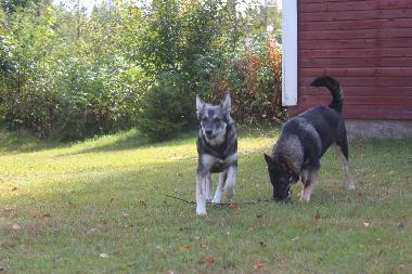 Maison de vacances �/en/au Vidsel (Norrbotten)ou appartement ou maison de vacances