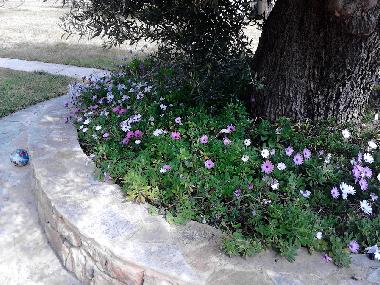 Appartement de vacances �/en/au kassandra (Chalkidiki)ou appartement ou maison de vacances