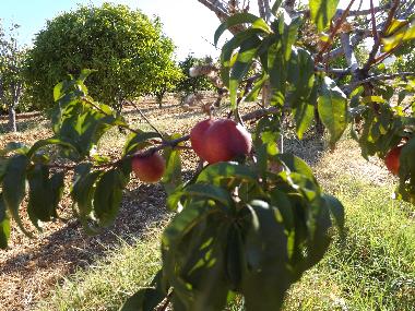 Appartement de vacances /en/au St. Barabara de nexe / Bela Salema (Algarve)ou appartement ou maison de vacances