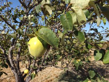 Appartement de vacances /en/au St. Barabara de nexe / Bela Salema (Algarve)ou appartement ou maison de vacances