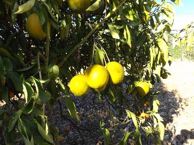 Appartement de vacances /en/au St. Barabara de nexe / Bela Salema (Algarve)ou appartement ou maison de vacances