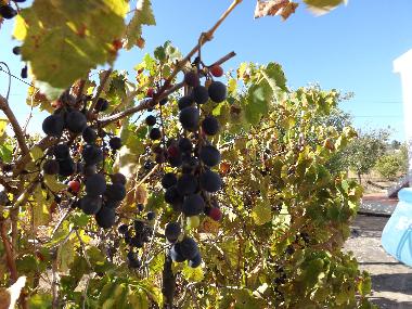 Appartement de vacances /en/au St. Barabara de nexe / Bela Salema (Algarve)ou appartement ou maison de vacances