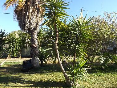 Appartement de vacances /en/au St. Barabara de nexe / Bela Salema (Algarve)ou appartement ou maison de vacances