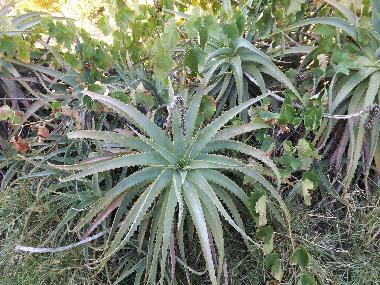 Appartement de vacances /en/au St. Barabara de nexe / Bela Salema (Algarve)ou appartement ou maison de vacances