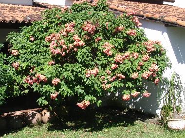 Maison de vacances �/en/au MARIC� (Rio de Janeiro)ou appartement ou maison de vacances