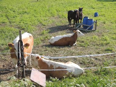 Maison de vacances �/en/au Auttoinen (Padasjoki) (Etela-Suomen Laani)ou appartement ou maison de vacances