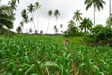 Maison de vacances �/en/au Siquijor (Siquijor)ou appartement ou maison de vacances