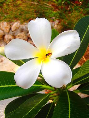 Maison de vacances �/en/au Siquijor (Siquijor)ou appartement ou maison de vacances