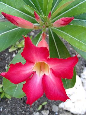 Maison de vacances �/en/au Siquijor (Siquijor)ou appartement ou maison de vacances