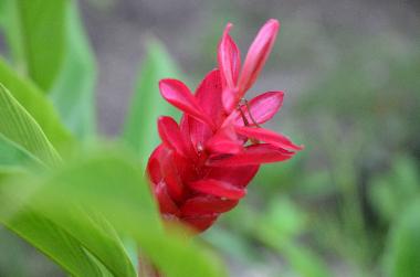 Maison de vacances �/en/au Siquijor (Siquijor)ou appartement ou maison de vacances