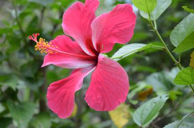 Maison de vacances �/en/au Siquijor (Siquijor)ou appartement ou maison de vacances