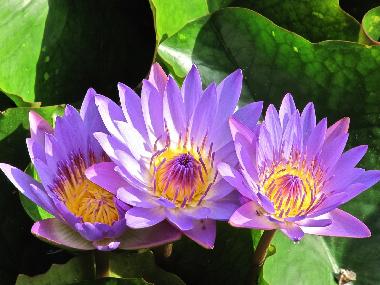 Appartement de vacances �/en/au Heviz (Heves)ou appartement ou maison de vacances