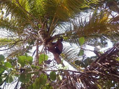 Chambre avec petit d�jeuner �/en/au el limon (Samana)ou appartement ou maison de vacances