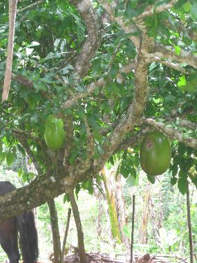 Chambre avec petit d�jeuner �/en/au el limon (Samana)ou appartement ou maison de vacances