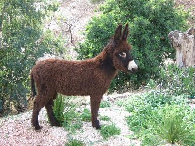 Appartement de vacances /en/au Comares (Mlaga)ou appartement ou maison de vacances