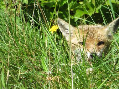 Maison de vacances /en/au Montpensy (Nivre)ou appartement ou maison de vacances