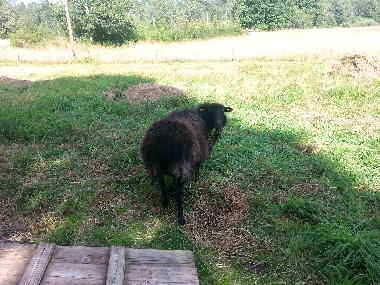 Maison de vacances �/en/au Oskarshamn (Smaland)ou appartement ou maison de vacances