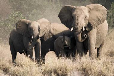 Maison de vacances �/en/au Phalaborwa (Northern Province)ou appartement ou maison de vacances