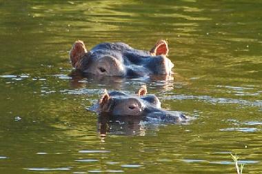 Maison de vacances �/en/au Phalaborwa (Northern Province)ou appartement ou maison de vacances