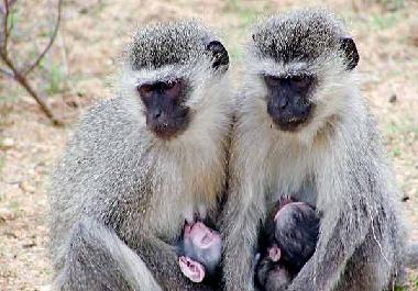 Maison de vacances �/en/au Phalaborwa (Northern Province)ou appartement ou maison de vacances