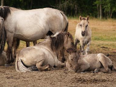 Appartement de vacances �/en/au Liepaja (Lettland)ou appartement ou maison de vacances
