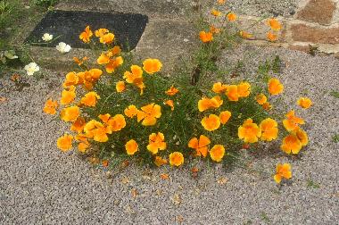 Maison de vacances �/en/au plounevez moedec (C�tes-d